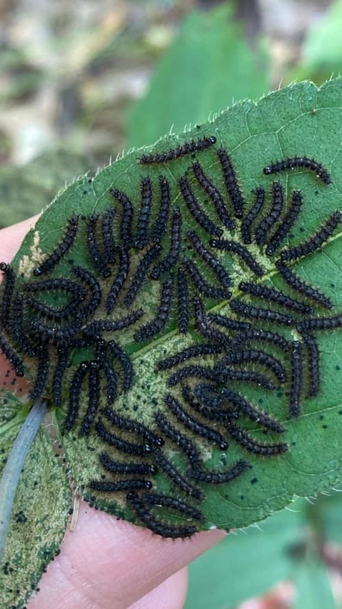 Silvery Checkerspot reference
