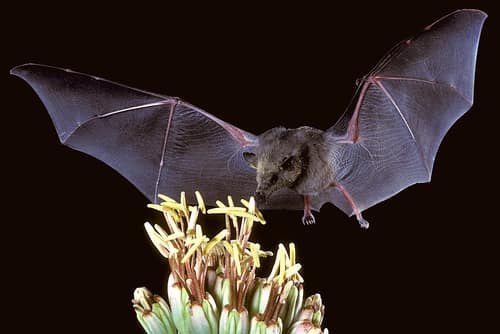 Mexican Long-tongued Bat reference