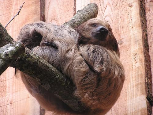 Linnaeus's Two-toed Sloth reference