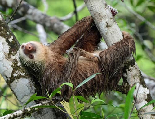 Hoffmann's Two-toed Sloth reference