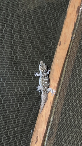 Turner's Thick-toed Gecko reference