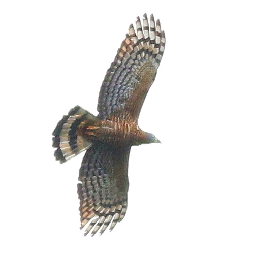 Hook-billed Kite reference