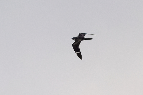 Antillean Nighthawk reference