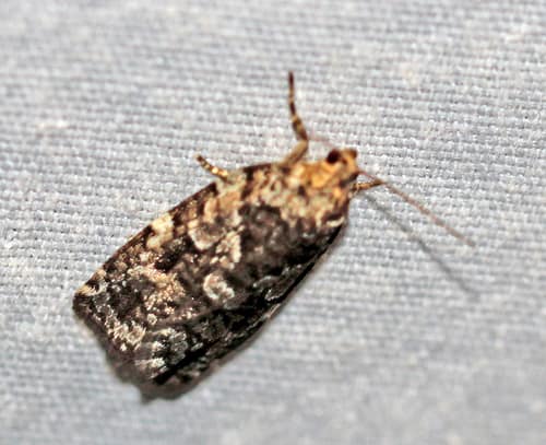 Spruce Budworm Moth reference