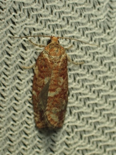 Jack Pine Budworm reference