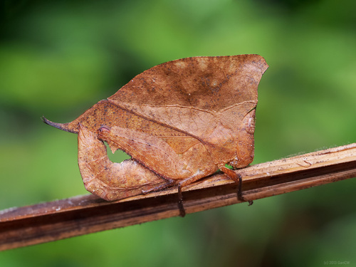 Saussure's Monkey Grasshopper reference