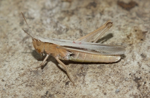 Lesser Marsh Grasshopper reference