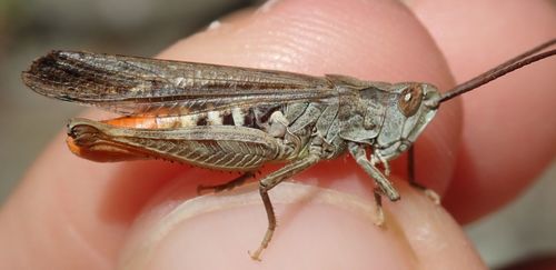 Bow-winged Grasshopper reference