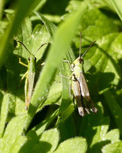 Meadow Grasshopper reference