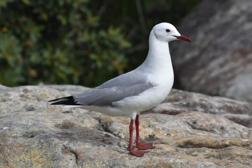 Hartlaub's Gull reference