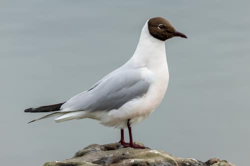 Black-headed Gull reference