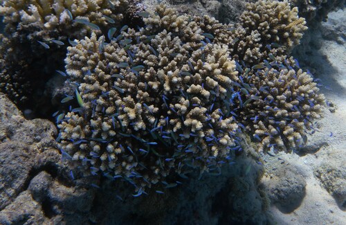 Blue Green Chromis reference