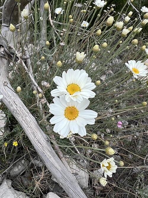 Dalmatian Chrysanthemum reference