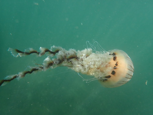 Compass Jellyfish reference