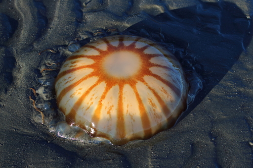 Northern Sea Nettle reference