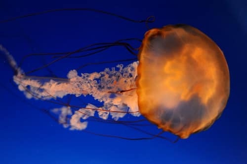 Atlantic Sea Nettle reference