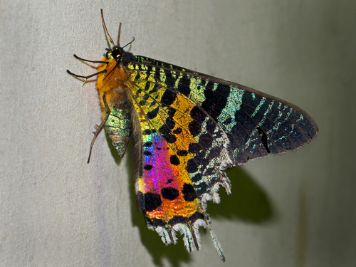 Sunset Moth reference