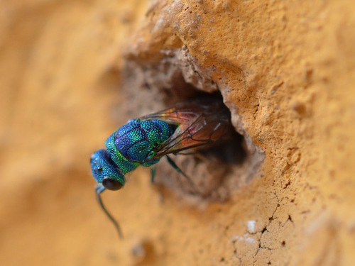 Ruby-tailed Wasp reference