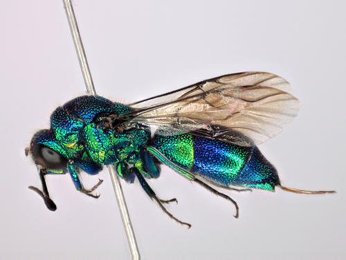 Cuckoo Wasp reference