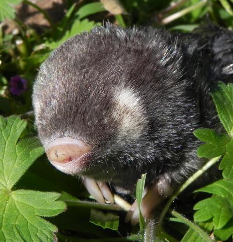 Cape Golden Mole reference