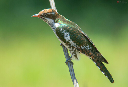 Diederik Cuckoo reference