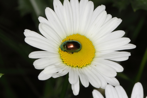 Tansy Beetle reference