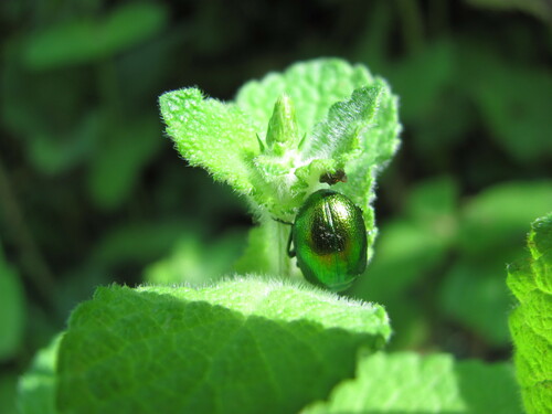 Mint Leaf Beetle reference
