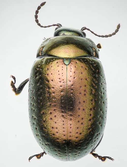 St. John's Wort Beetle reference