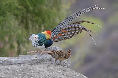 Lady Amherst's Pheasant reference