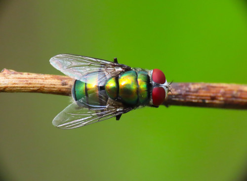 Banded Blowfly reference