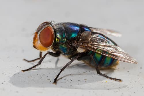 Oriental Latrine Fly reference