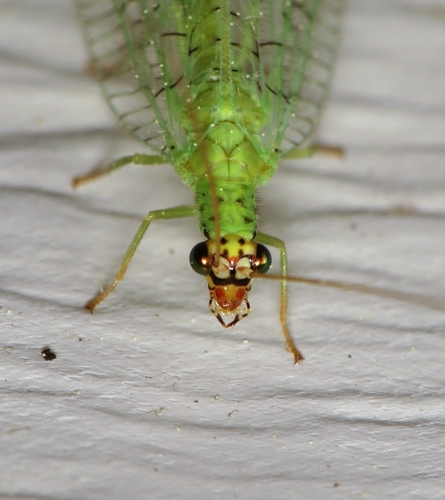 Goldeneyed Lacewing reference