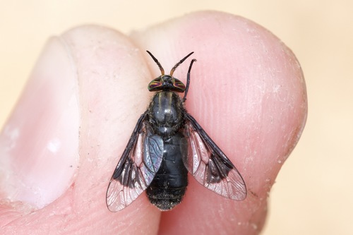 Black Deer Fly reference