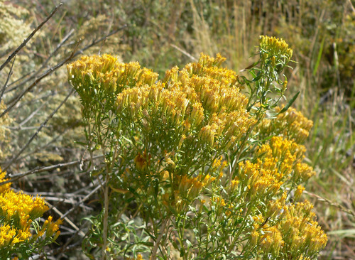 Yellow Rabbitbrush reference