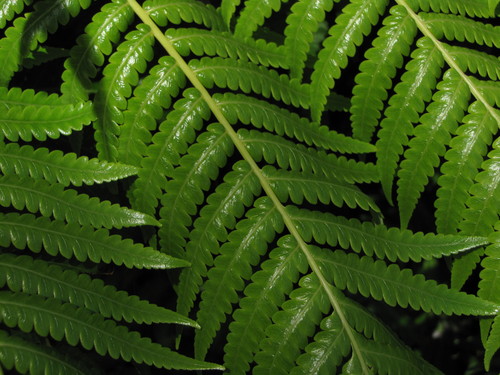 Menzies' Tree Fern reference