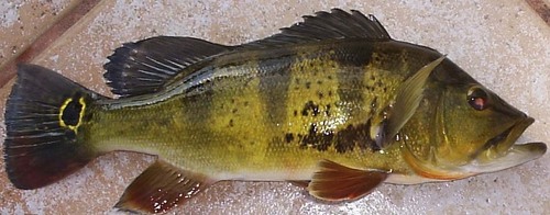 Peacock Cichlid reference