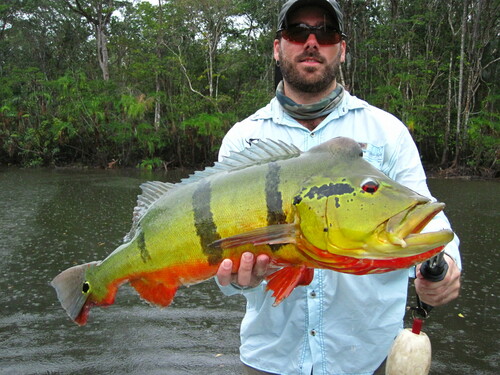 Speckled Peacock Bass reference