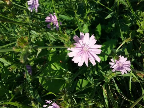Chicory reference