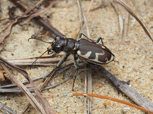 Big Sand Tiger Beetle reference