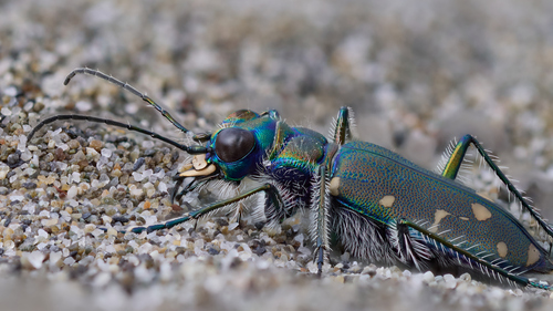 Western Tiger Beetle reference