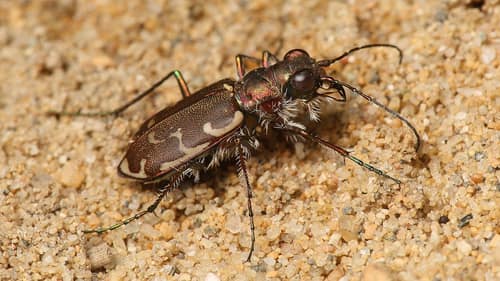 Bronzed Tiger Beetle reference