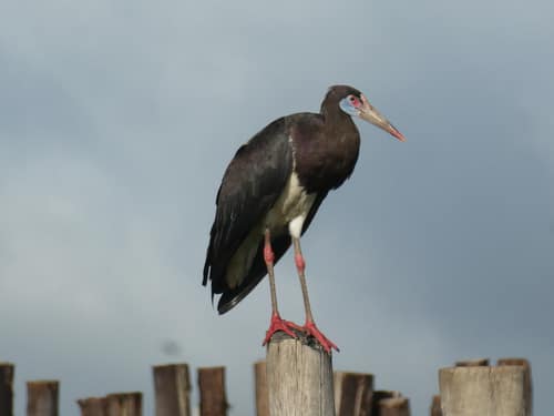 Abdim's Stork reference