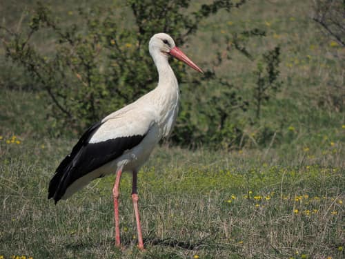 White Stork reference