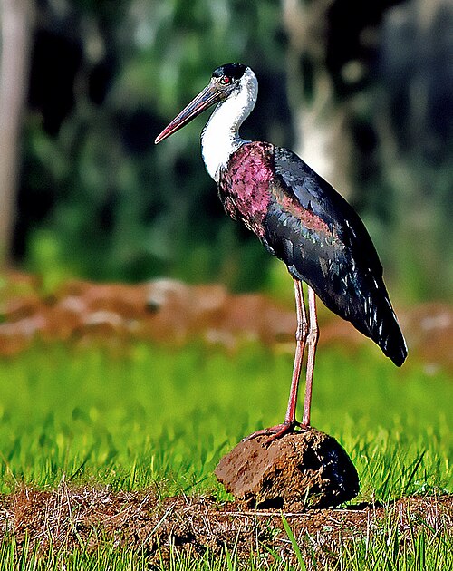 Woolly-necked Stork reference