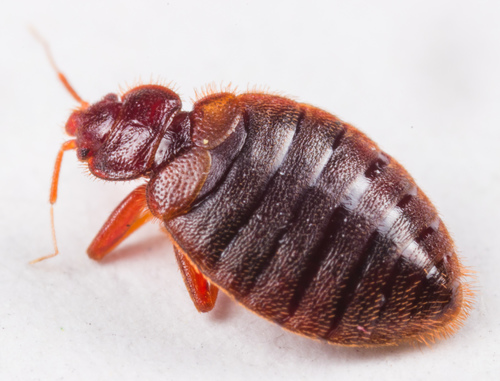 Tropical Bed Bug reference