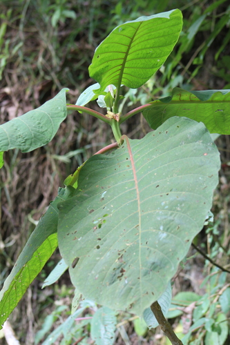 Quinine Tree reference