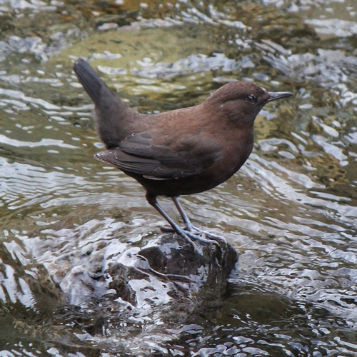 Brown Dipper reference