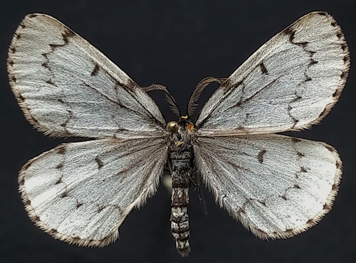 Chain-spotted Geometer reference