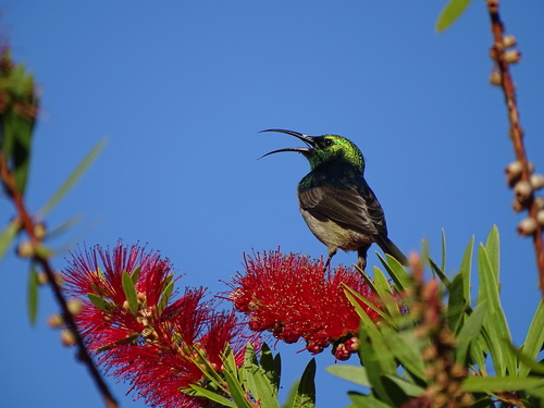 Greater Double-collared Sunbird reference