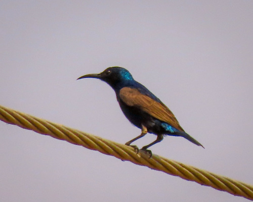 Purple Sunbird reference